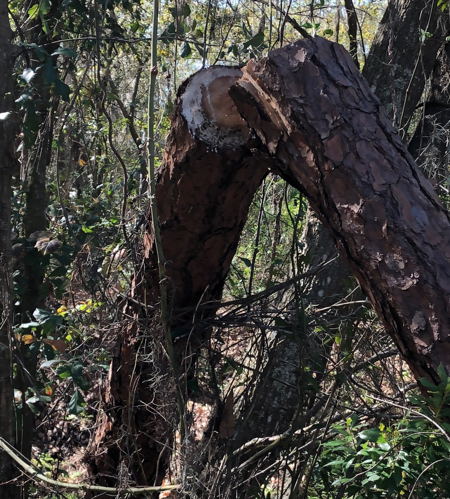 Fish Hawk Trails - Hillsborough County Tree Cutting Regulations